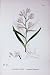 Botany Plants C1902 Long Leaved Helleborine Flowers