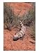 Gila Monster, Heloderma Suspectum Photographic Poster Print by Erwin Nielsen, 12x16