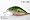 Tennessee Shad