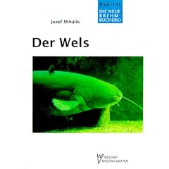 Der Wels: Silurus glanis
