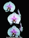 Phal Mary Brooks 'Mend' AM/AOS(Photo) x Dtps (Pink Flamingo x Achy Breaky Heart) (Bare root plant)