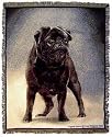 Black Pug Black Pugs Cotton Tapestry Throw Blanket