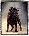 Black Pug Black Pugs Cotton Tapestry Throw Blanket