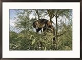 Coatimundi in a bush Subject Framed Art Poster Print by Walter Meayers Edwards, 29x21