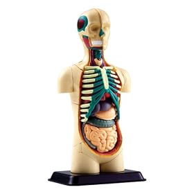 National Geographic The Human Torso