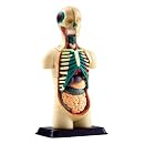 National Geographic The Human Torso