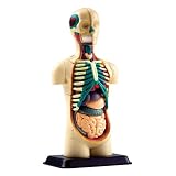National Geographic The Human Torsoby Trends Uk Ltd