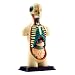 National Geographic The Human Torso