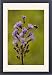 Framed Prints of Alpine sow-thistle - with visiting bumble bee from Ardea Wildlife Pets