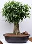 Bonsai Boy's Ficus Banyan Bonsai Tree ficus orientalis
