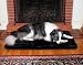 Precision Pet Medium/Large SnooZZy Sleeper Bed, Black