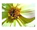Hoverfly Flower