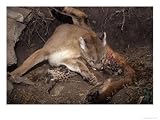 Mountain Lion, Female Giving Birth to Cubs, Rocky Mountains Photographic Poster Print by Daniel Cox, 16x12