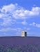 Blooming Lavender and Stone House in France - 48"H x 38"W - Peel and Stick Wall Decal by Wallmonkeys