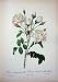 Rosa Campanulata Alba 1954 Roses Flowers White Green