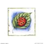 Little Ladybug Poster Print