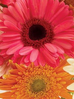 Rails to Trails Gerbera Daisies