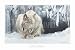 Dozing Lynx (detail), Art Poster by Robert Bateman, size 36