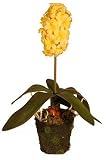 Small Hyacinth - Yellow - Artificial Plant
