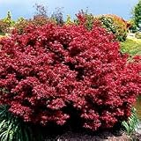 Japanese Maple - Japanese Maple Shaina - 2 Gallon