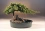 Bonsai Boy's Juniper in a Water Bonsai Pot - Large juniper procumbens nana