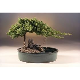 Bonsai Boy's Juniper in a Water Bonsai Pot - Large<br><i>(juniper procumbens "nana")</i>
