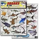 Shark Identification Chart #1