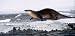 Otter 2 Rear Window Graphic 18 x 52