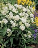 Butterfly Plant - Ice Ballet