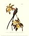 Fork-Tailed Flycatcher, Flycatcher Art Poster Print by John Audubon, 18x24