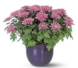 Telefloras Lavender Chrysanthemum