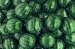 Gumballs Wicked Watermelon