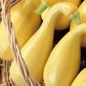 Squash Early Summer Crookneck Organic Seeds - squash plant seeds - Vegetable Garden Plant Seeds