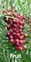 California Pepper Tree 20 Seeds-Schinus-Tropical/Bonsai