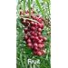 California Pepper Tree 20 Seeds-Schinus-Tropical/Bonsai