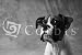 Face of American Bulldog, Art Poster, size 20 x 16