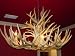 8 Lite Oval Mule Deer Chandelier