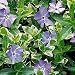 Vinca Minor - 5 plants