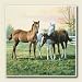 Yearlings Absorbastone Western Horse Coasters Set/4