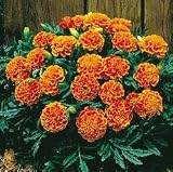 Marigold Seeds - Marigold Janie Flame