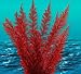 Pet Supplies : Aqua Fern Red Color Medium 6" Aquarium Plant