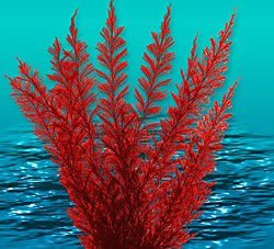Natures Image Aqua Fern Red Color Medium 6 in Aquarium Plant Picture