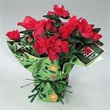 Potted Red Azalea Flowering Plant