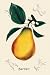 Canvas Print, Bartlett Pear - 12 x 18