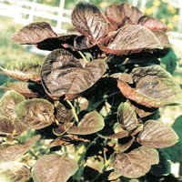 Amar-Amaranth seed packet
