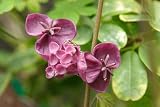 Amazon / Hirts: Vines & Groundcovers: Chocolate Vine Perennial - Akebia quinata