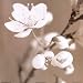 Blossom III Photography Art Poster Print, 12x12