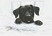 Black Lab Boxed Christmas Cards-10 Cards & 10 Envelopes