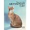 Abyssinian Cats