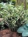 Solomon's Seal Polygonatum Multiflorum Variegatum